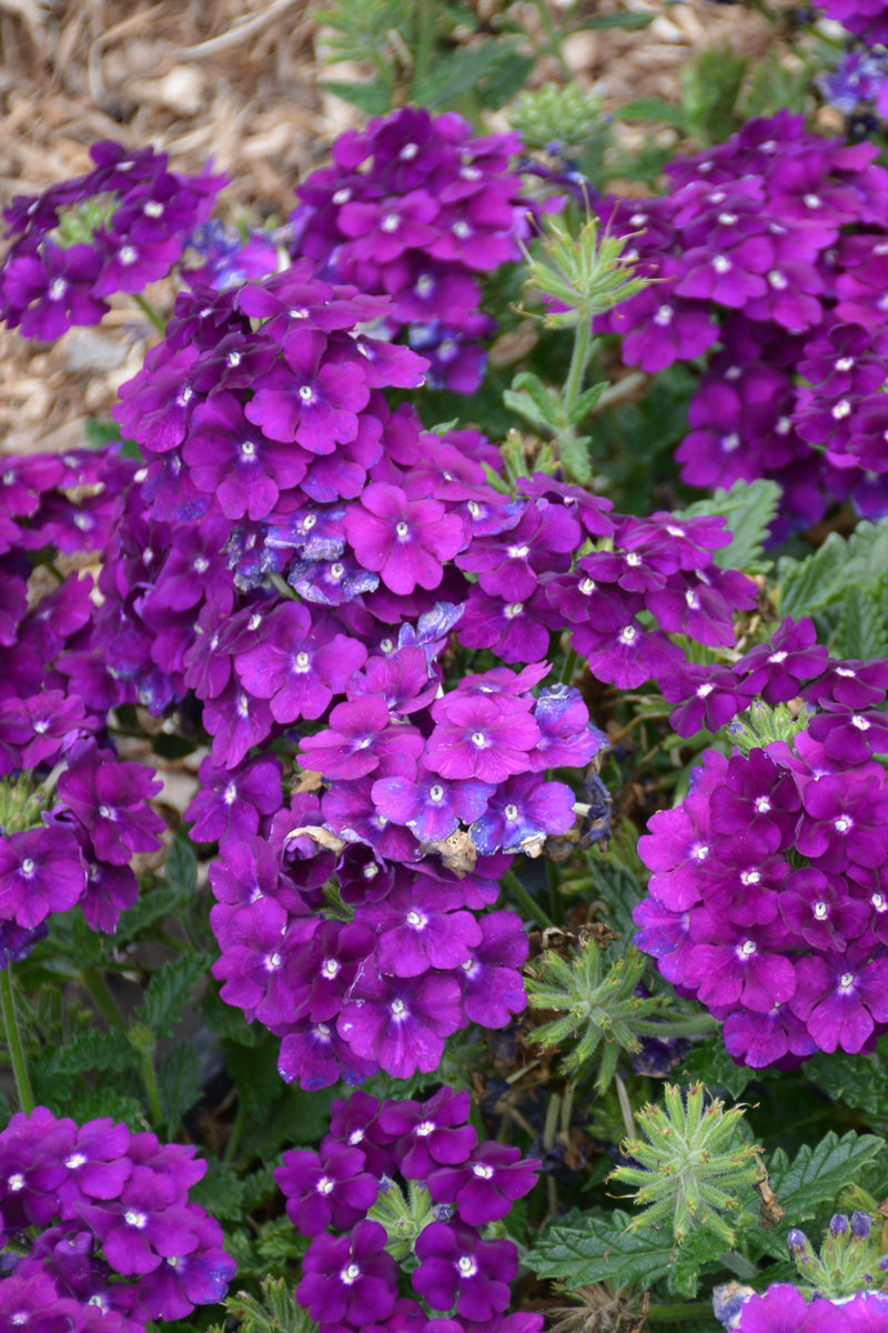 Verbena, Firehouse Purple