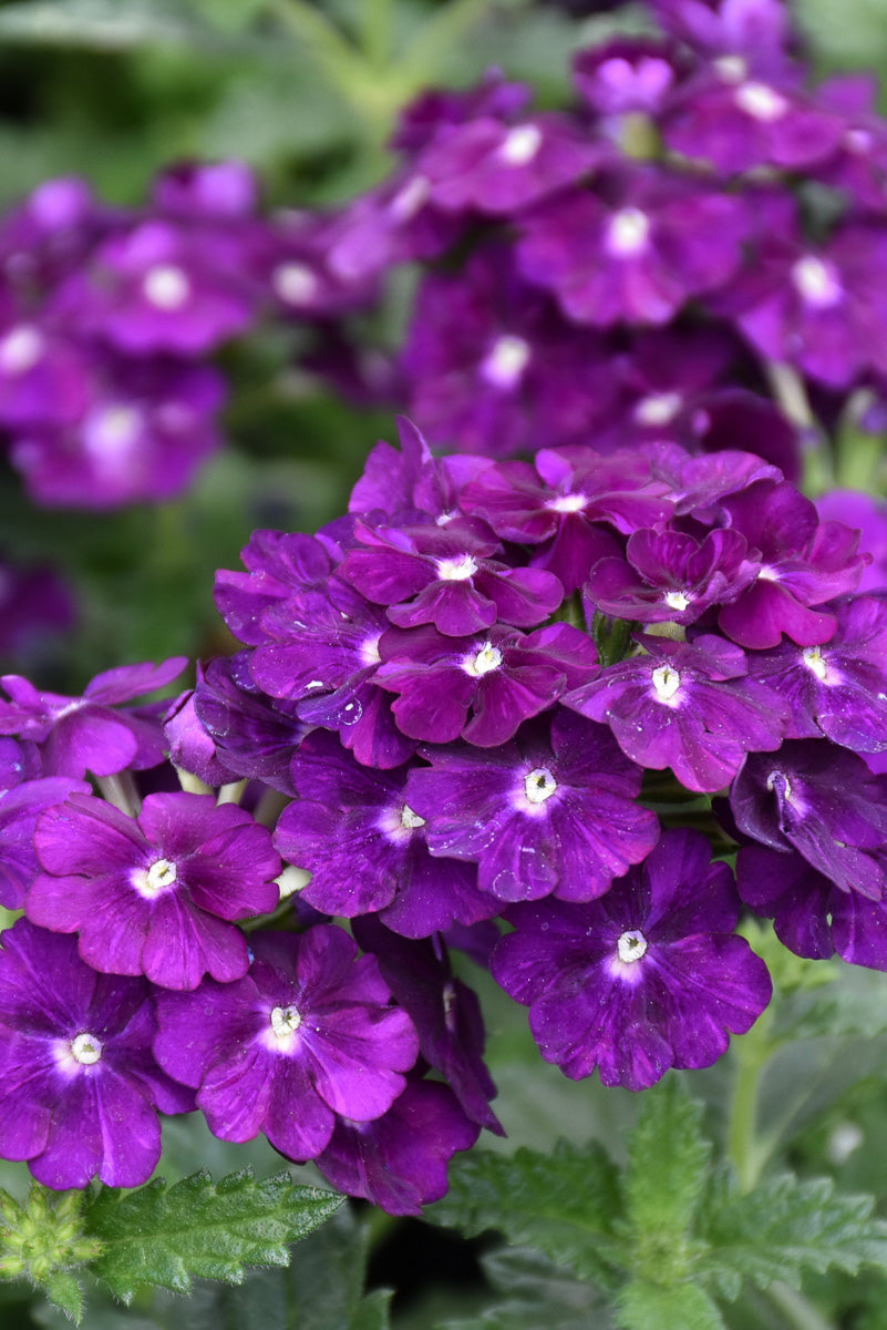Verbena, Firehouse Purple