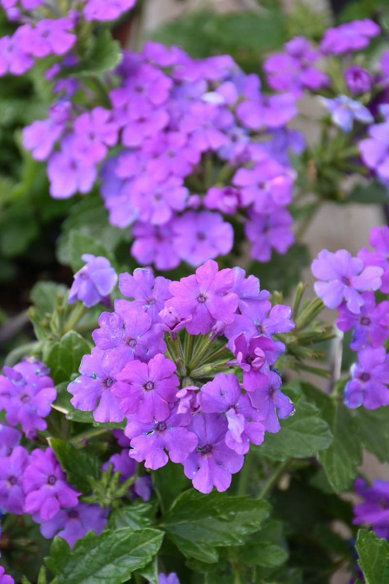 Verbena, Firehouse Grape