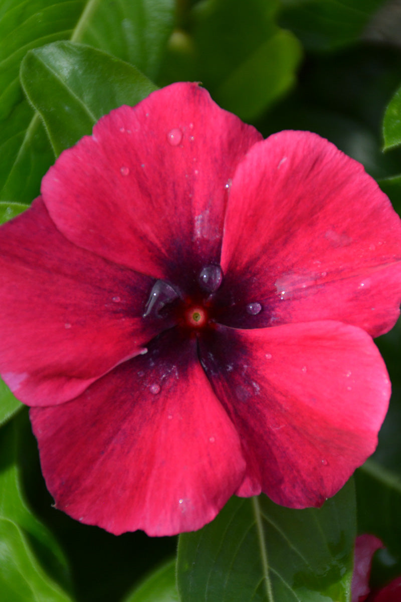Vinca, Flowering Blackcherry