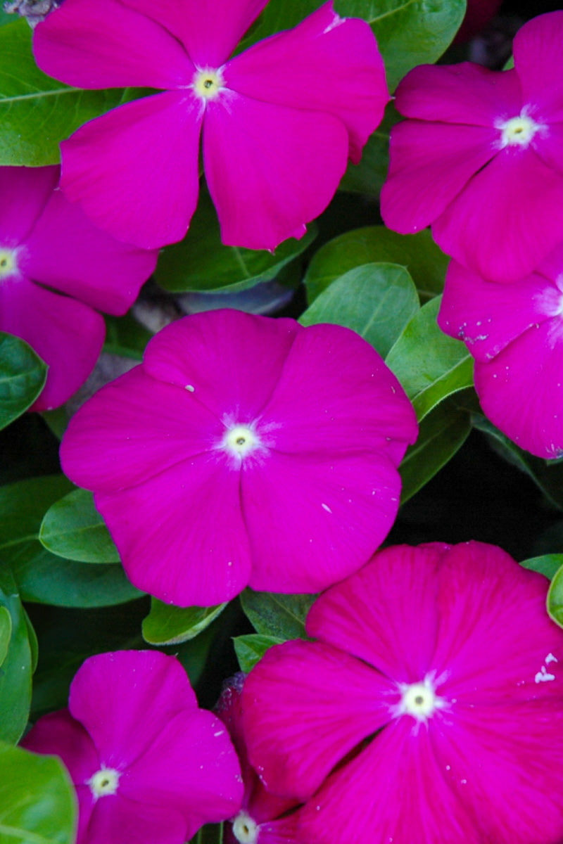 Vinca, Deep Orchid