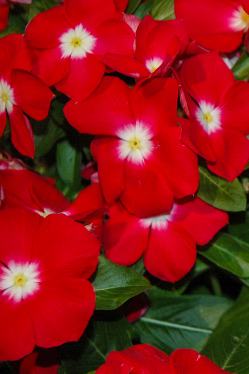 Vinca, Cherry Red Halo 606 Flat
