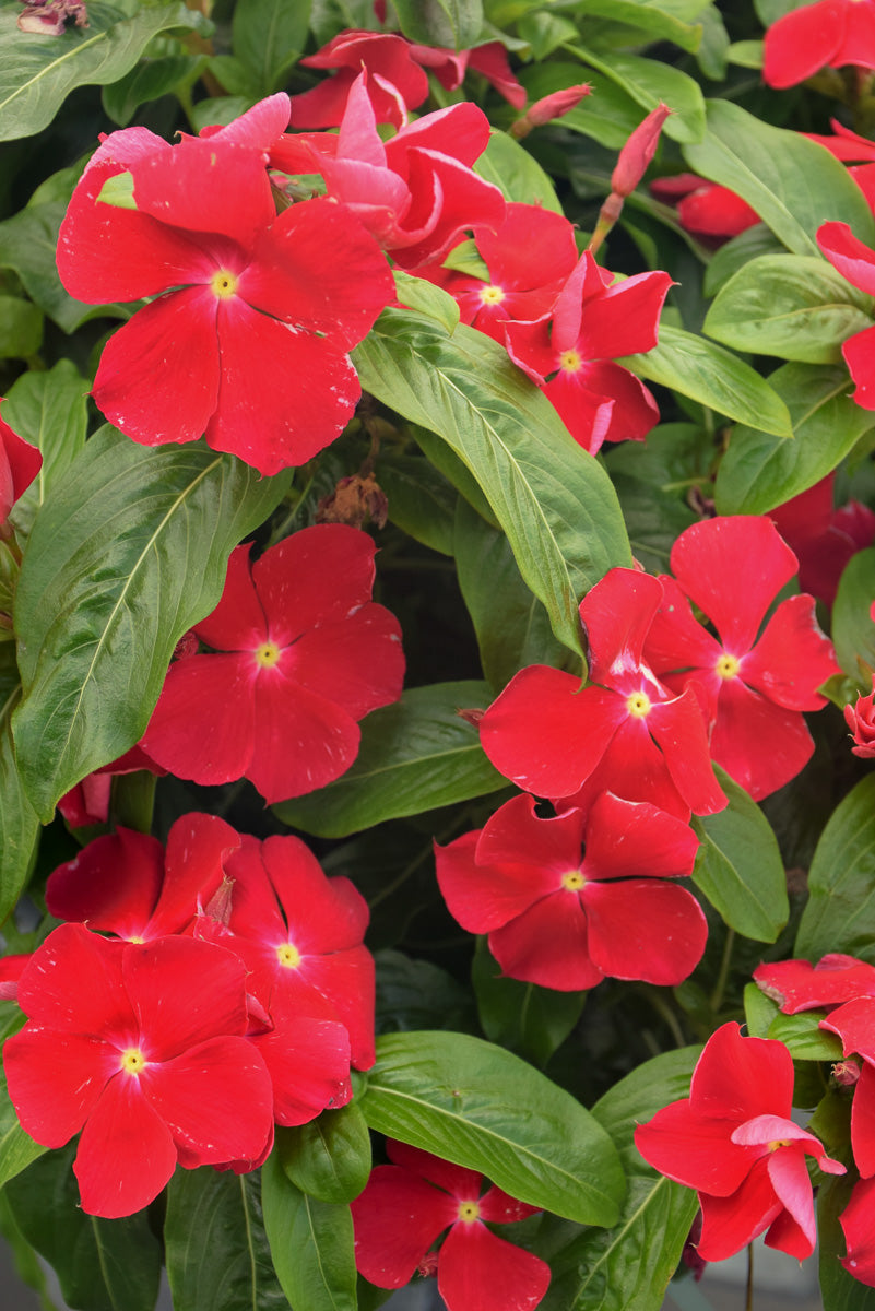 Vinca, Really Red