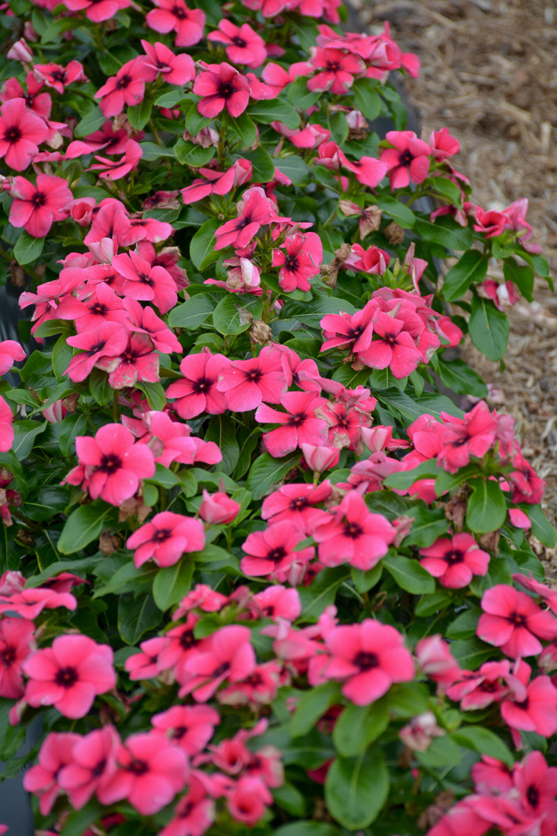 Vinca, Tattoo Raspberry