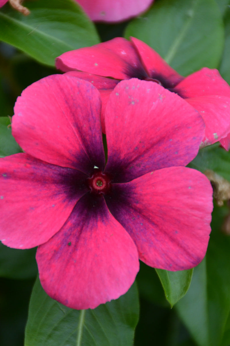 Vinca, Tattoo Raspberry