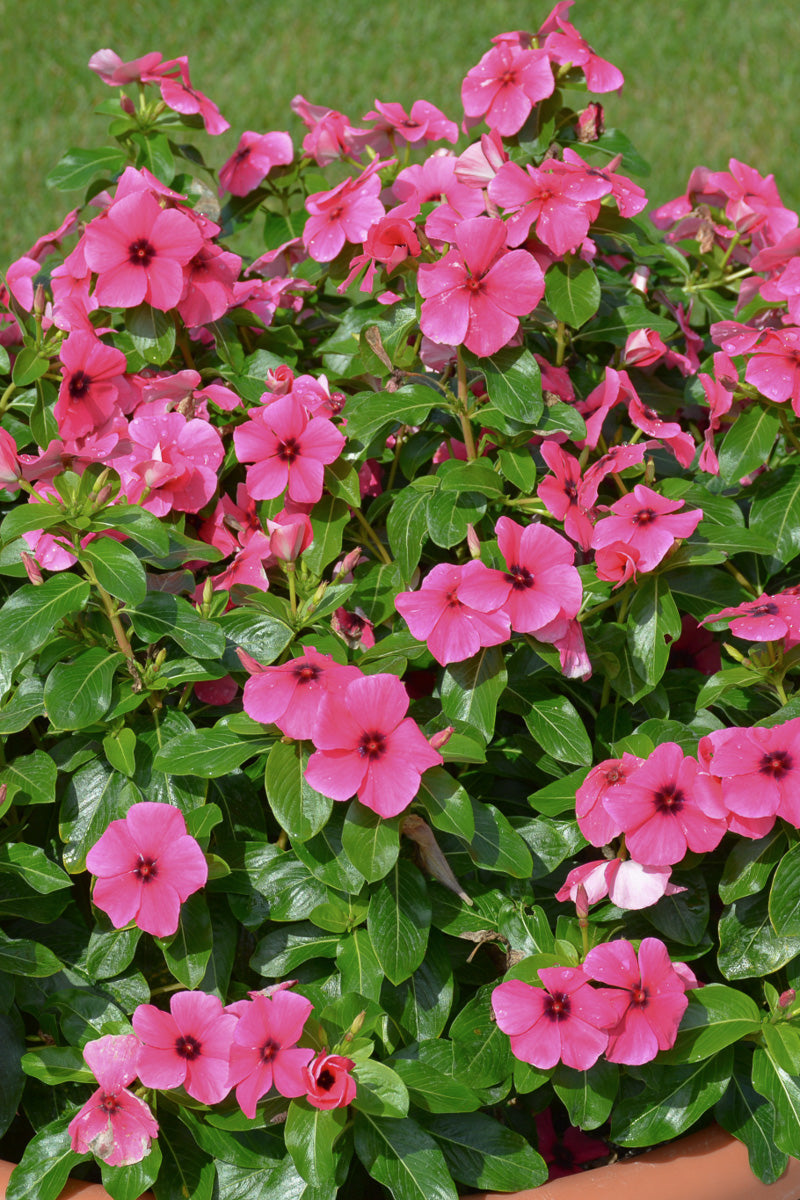 Vinca, Tattoo Raspberry