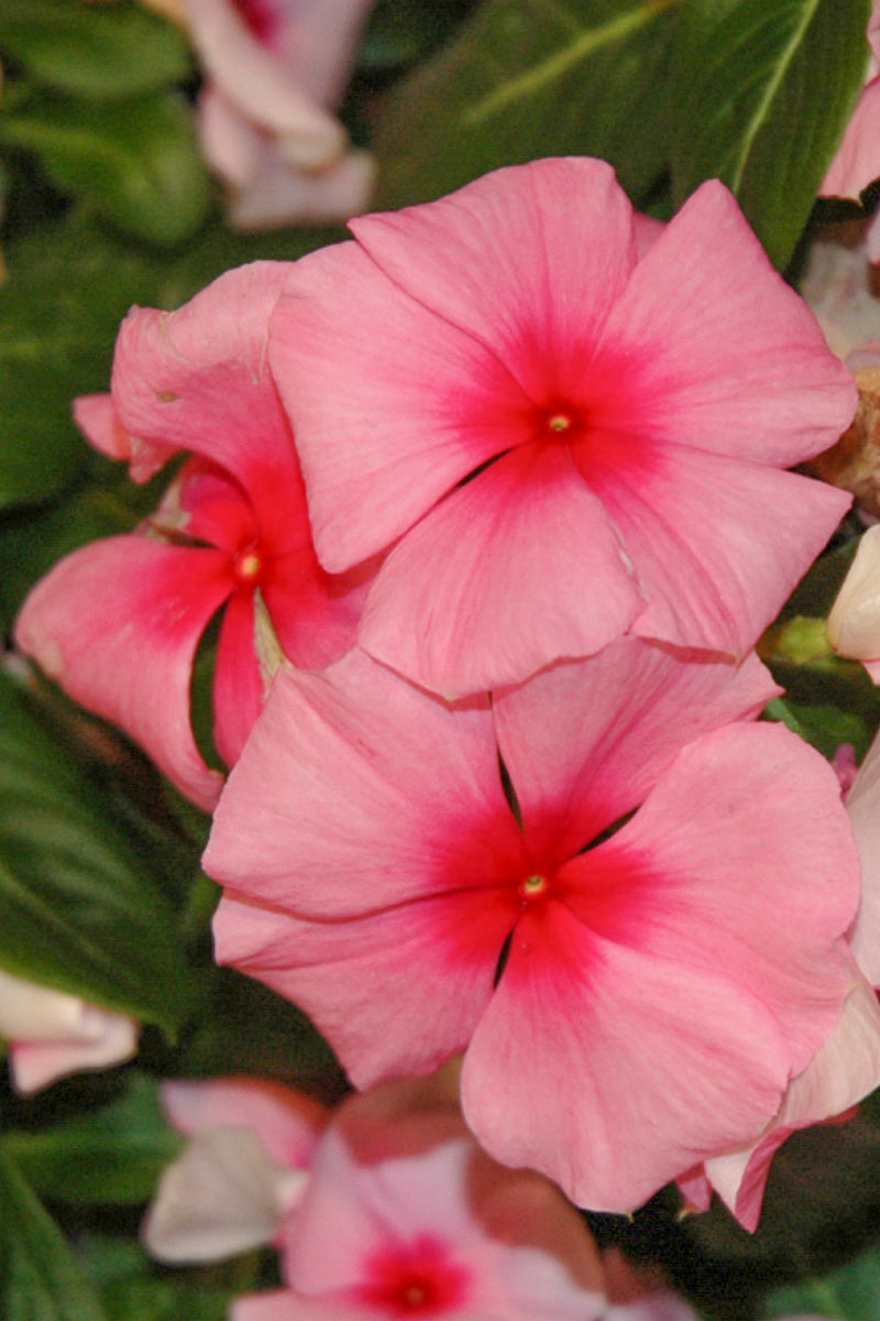 Vinca, Flowering Tr Strawb