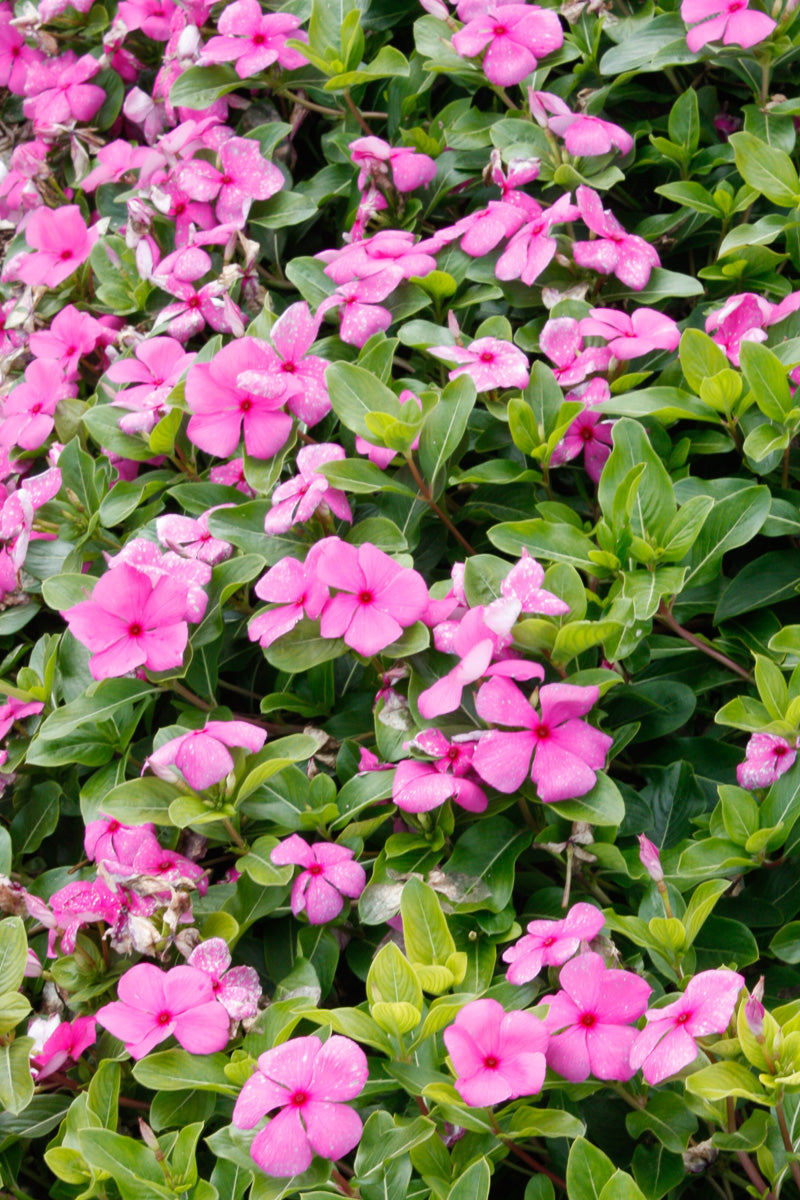 Vinca, Cora Lilac