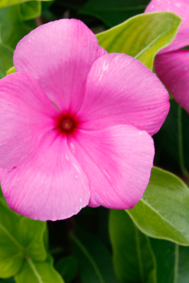 Vinca, Cora Lilac