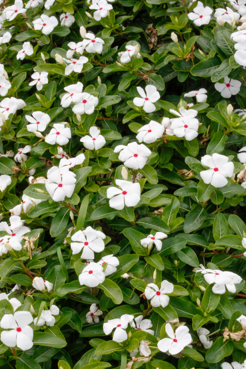 Vinca, Cora Polka Dot 606 Flat