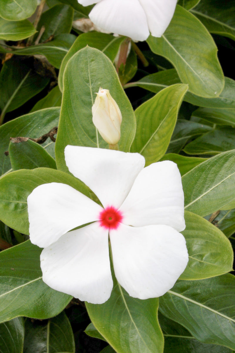 Vinca, Cora Polka Dot 606 Flat