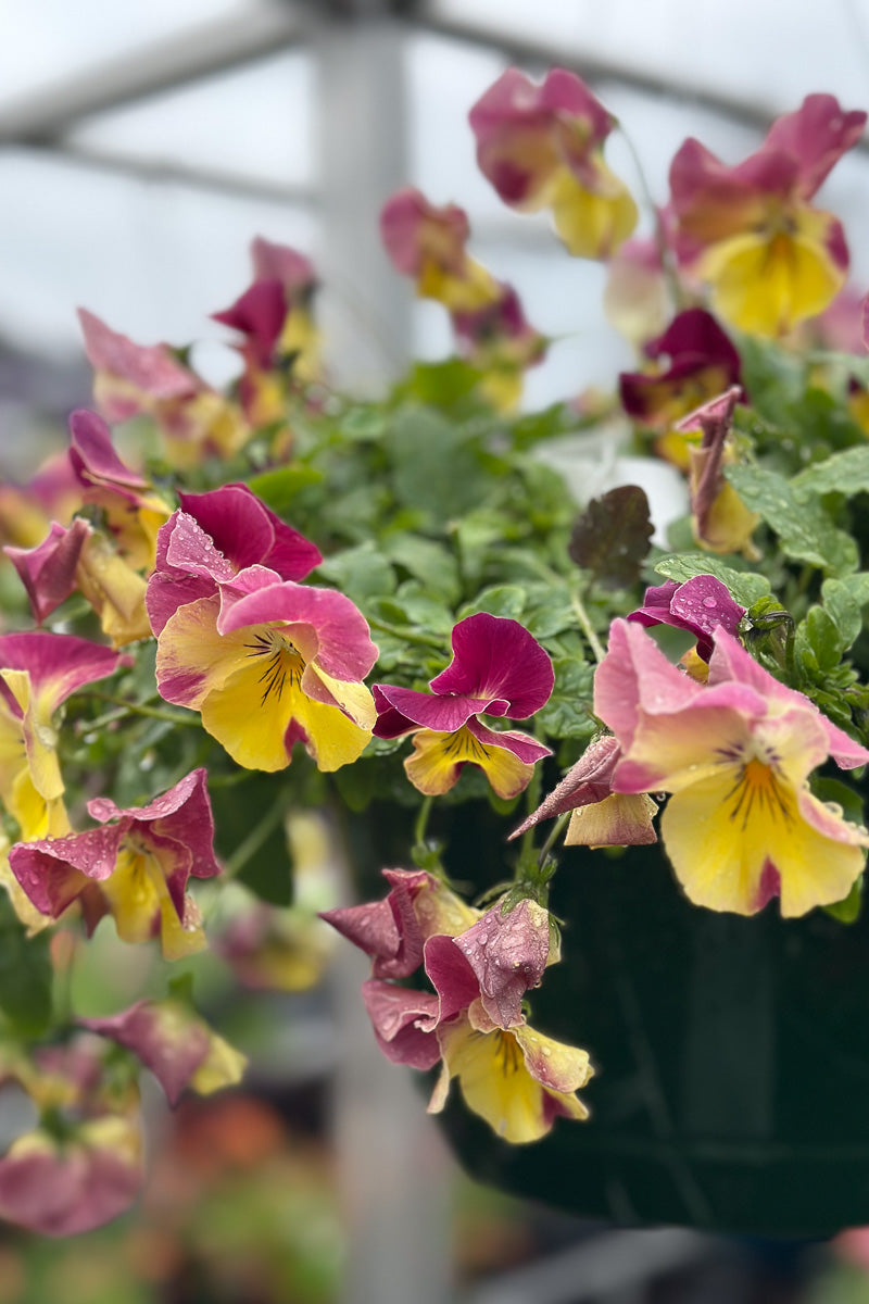 Pansy, Cool Wave Strawberry Swirl