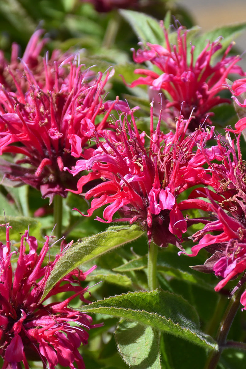 Bee Balm, Pardon My Cerise