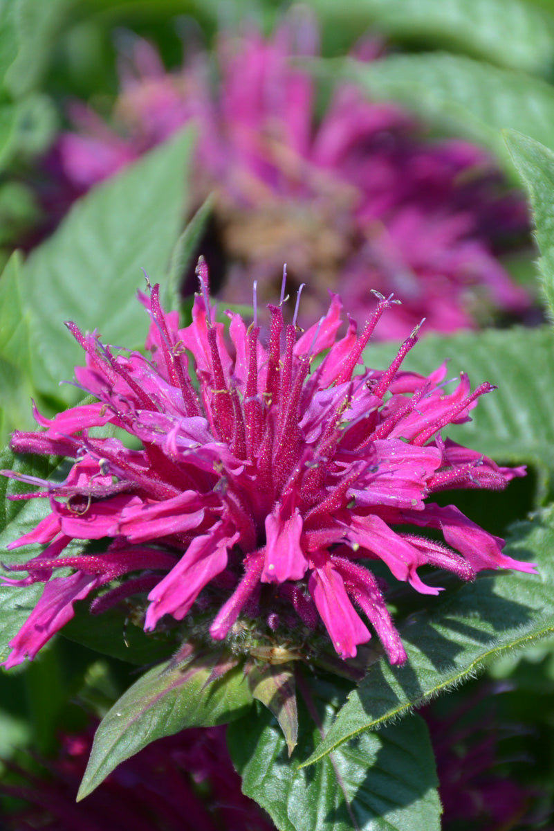 Bee Balm, Pardon My Purple