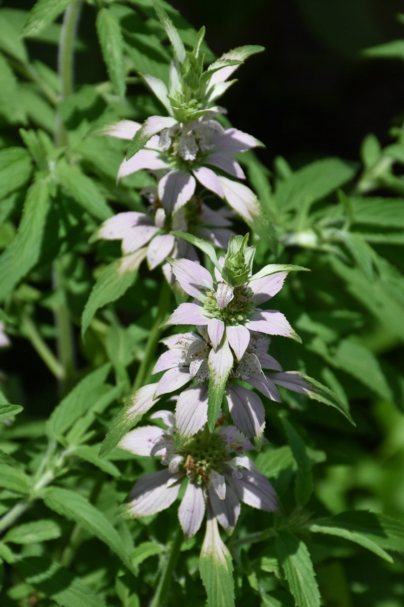 Bee Balm, Spotted