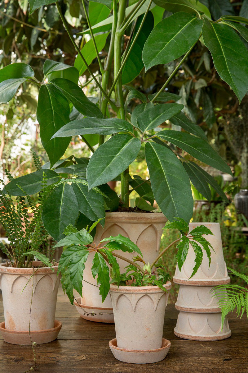 Elizabeth Pot with Saucer 6.3"x6.1" RAW Rosa