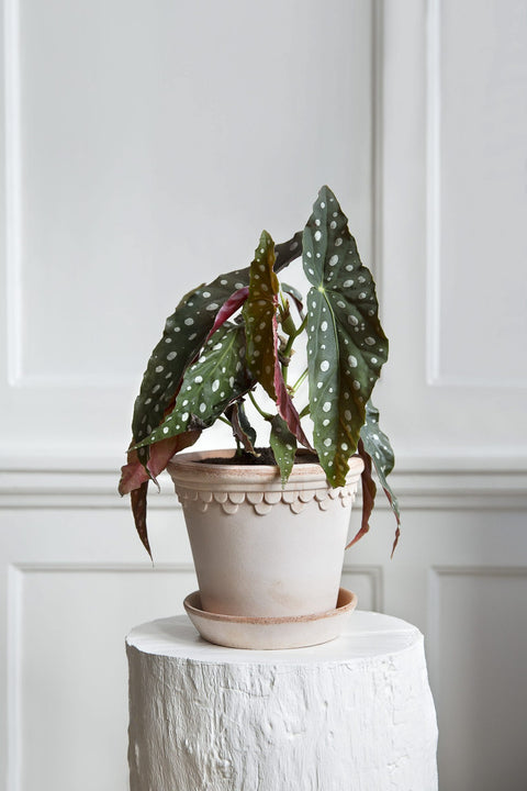 Kobenhavner Tall Pot With Saucer Raw Rosa