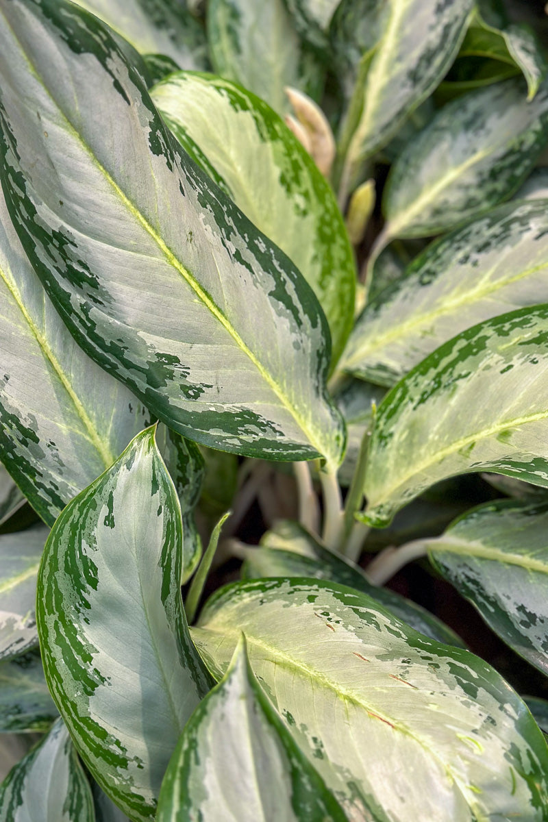 Chinese Evergreen, Golden Bay 10"