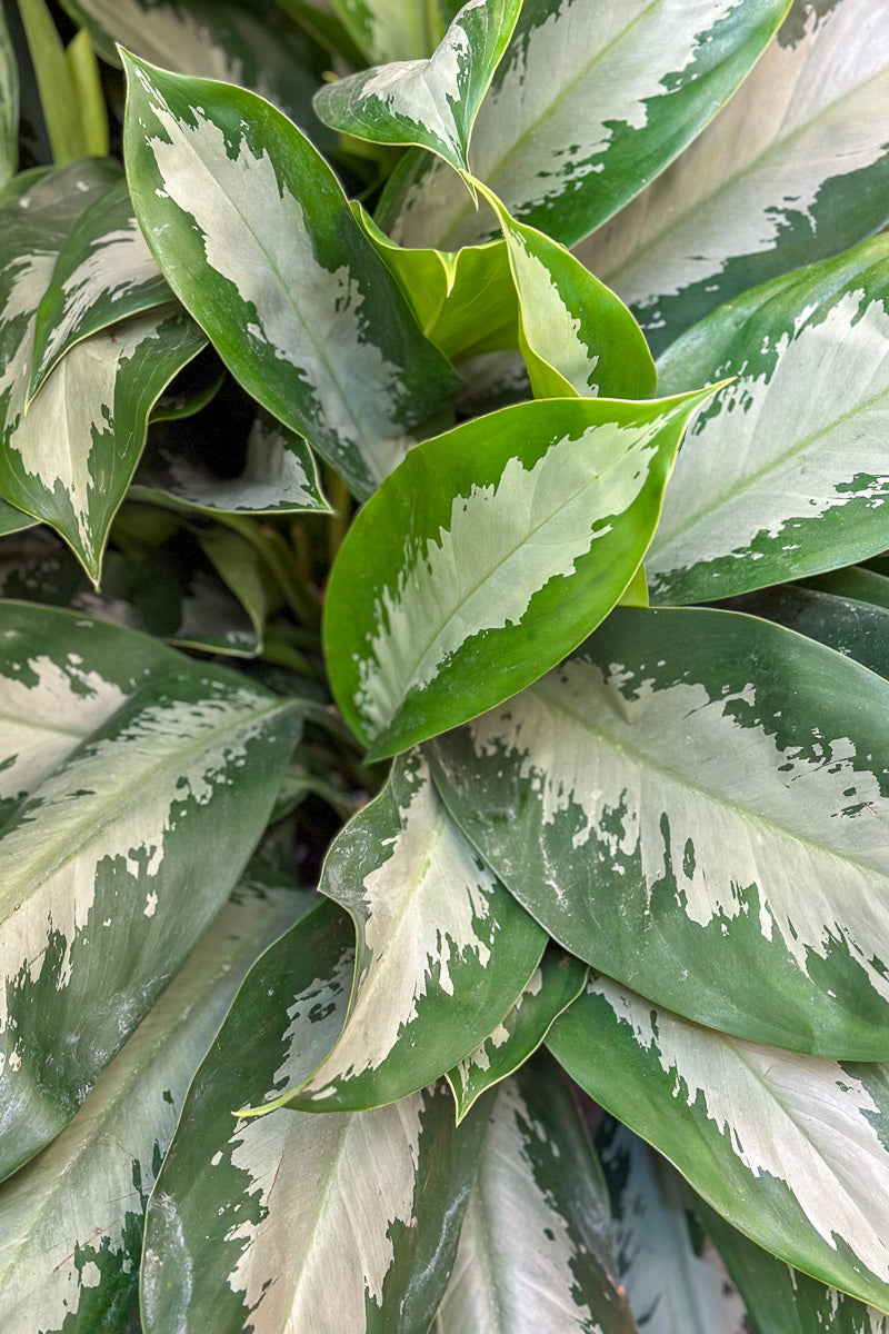 Chinese Evergreen, Diamond Bay 14"