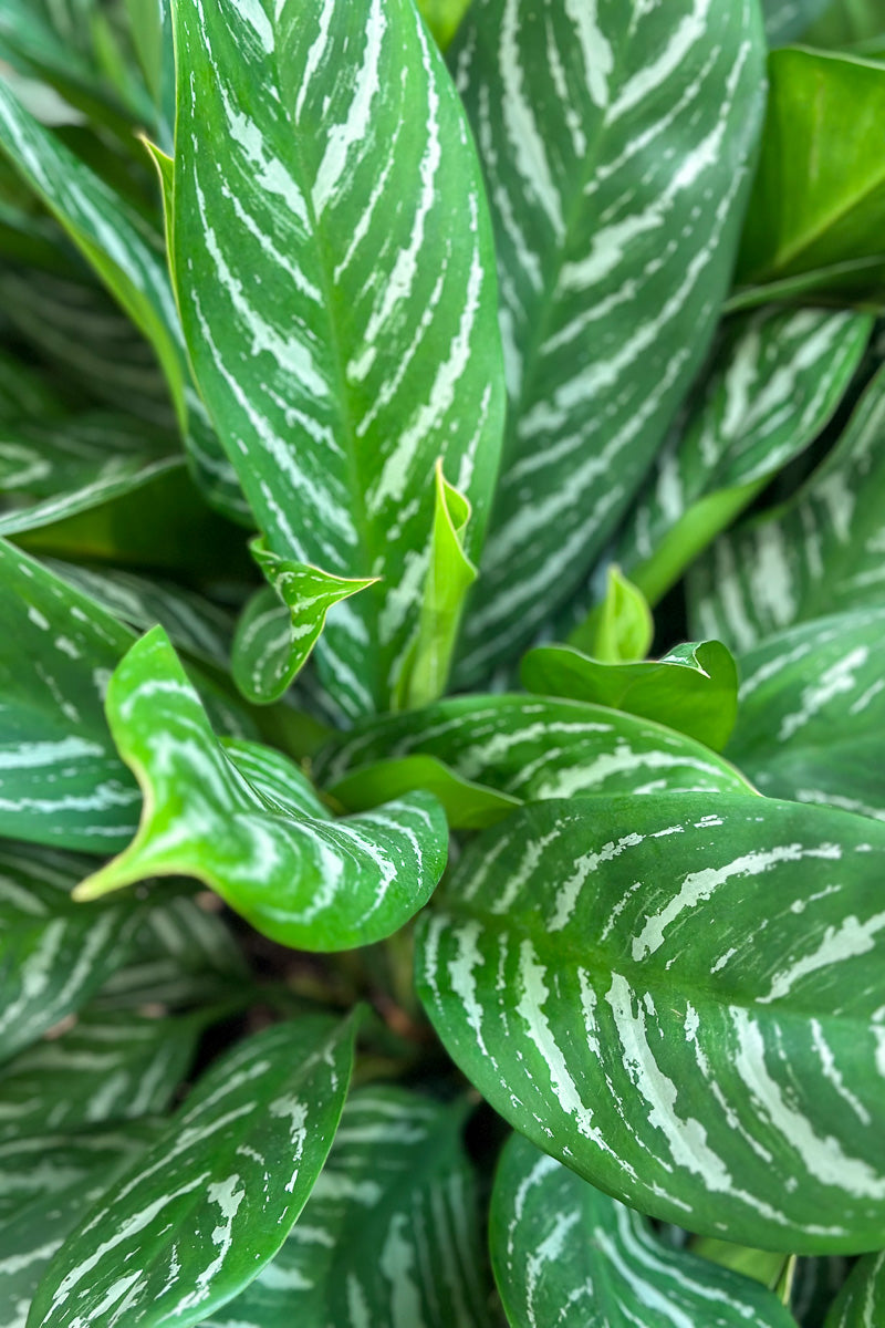 Chinese Evergreen, Stripes 12"