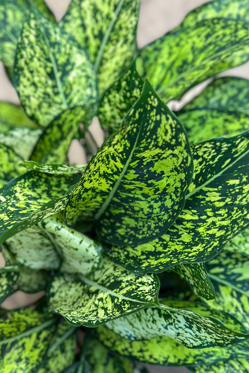 Chinese Evergreen, Wintry Winehouse 8"