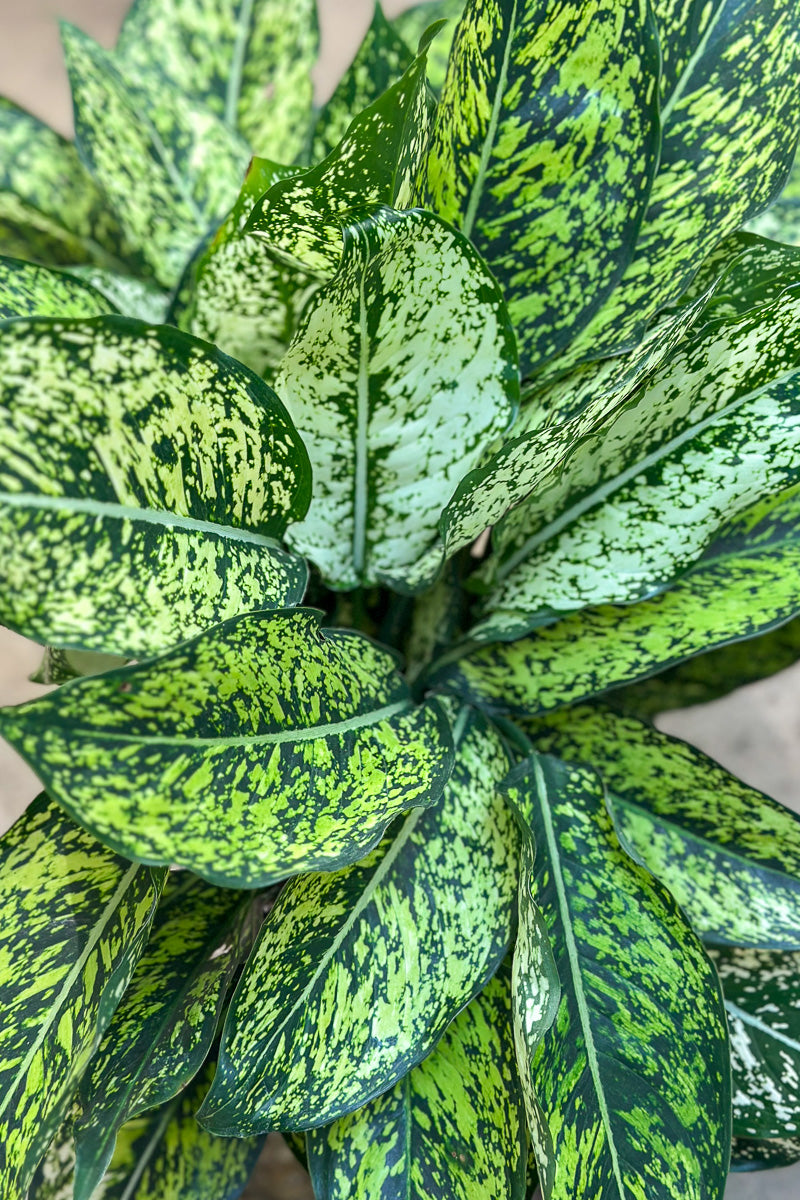 Chinese Evergreen, Wintry Winehouse 8"