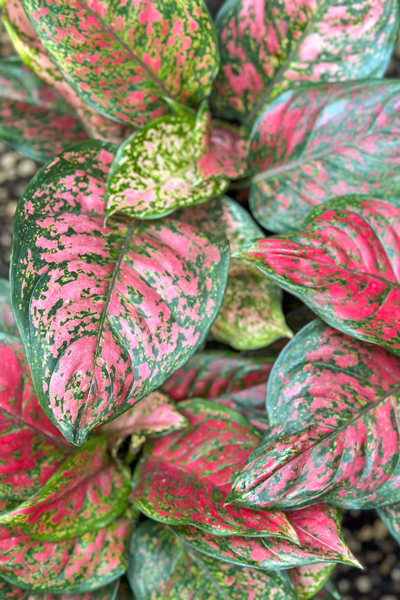 Chinese Evergreen, Wishes 8"