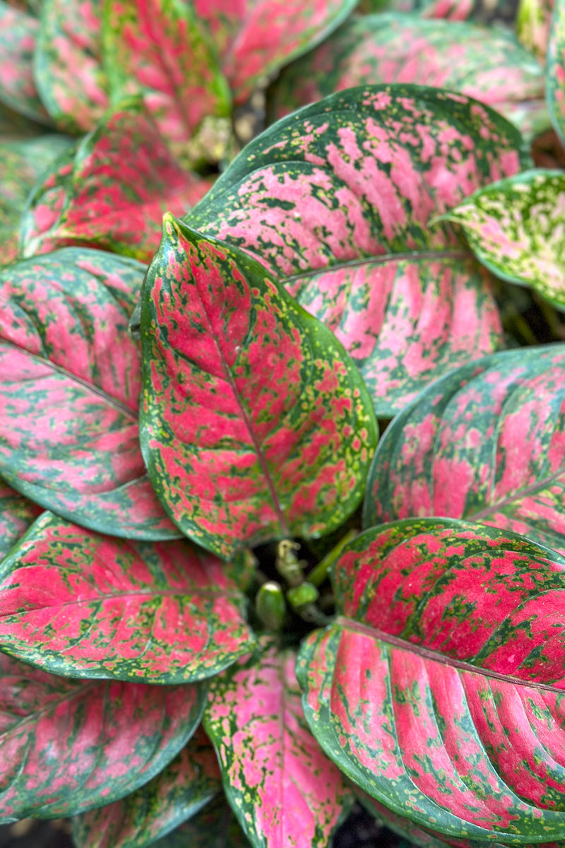 Chinese Evergreen, Wishes 8"