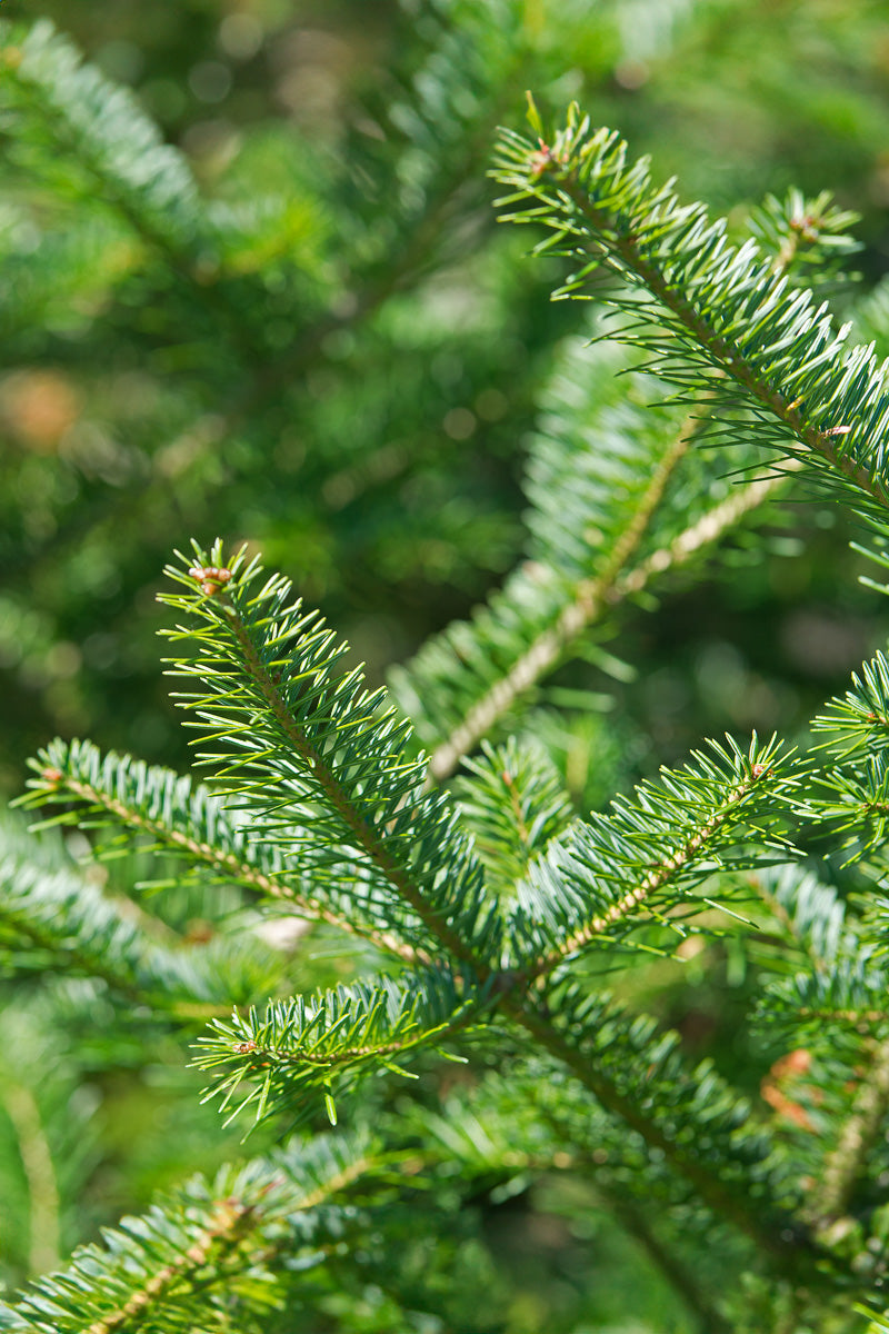 Balsam Fir | Christmas Tree