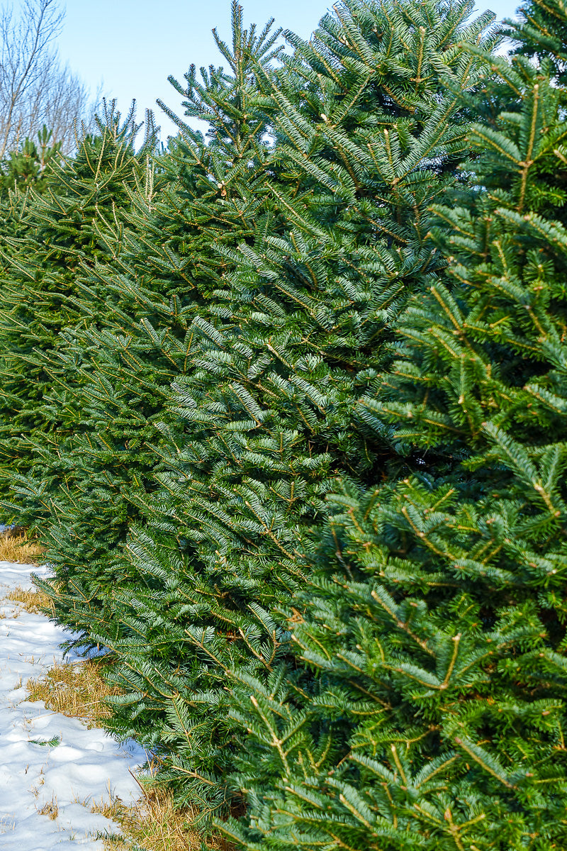 Fraser Fir | Christmas Tree