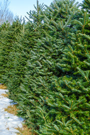 Fraser Fir | Christmas Tree