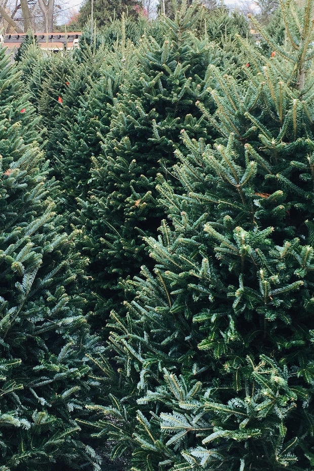 Fraser Fir | Christmas Tree