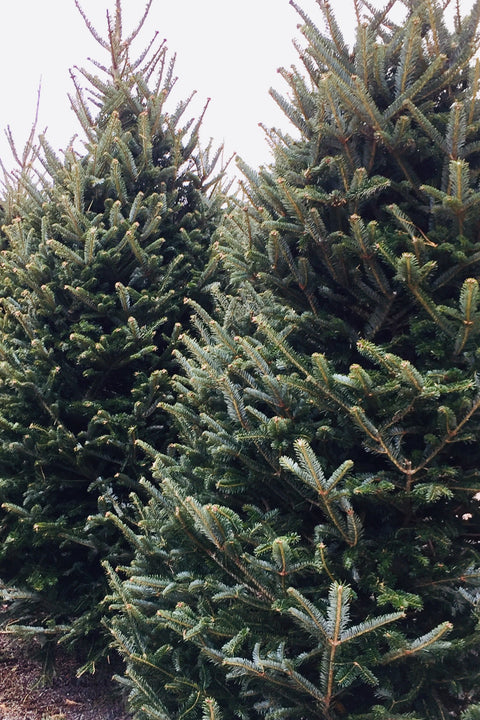 Fraser Fir | Christmas Tree