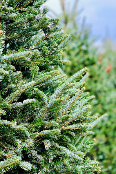 Christmas Tree, Natural Fraser Fir