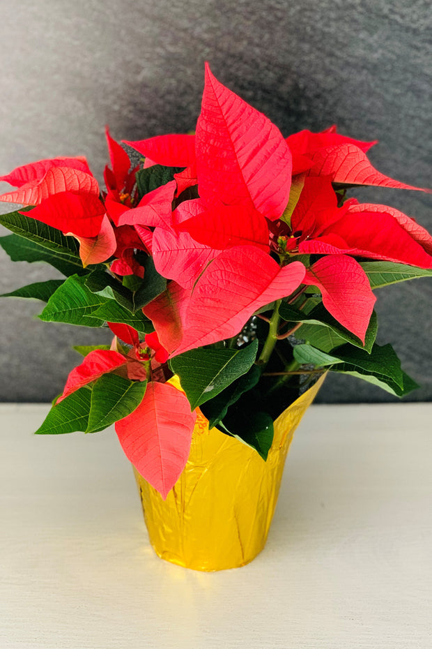 Poinsettia, Red 1 Branch 6"