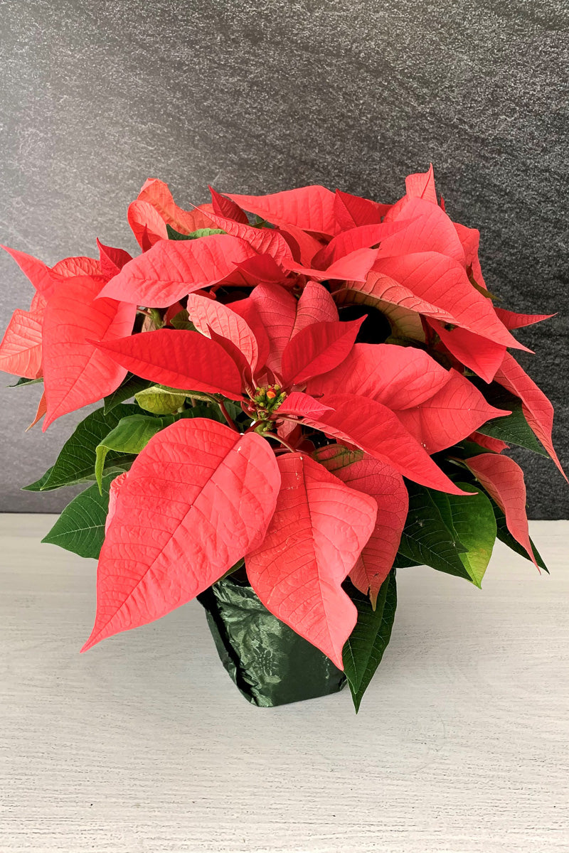 Poinsettia, Christmas Joy Pink 6"