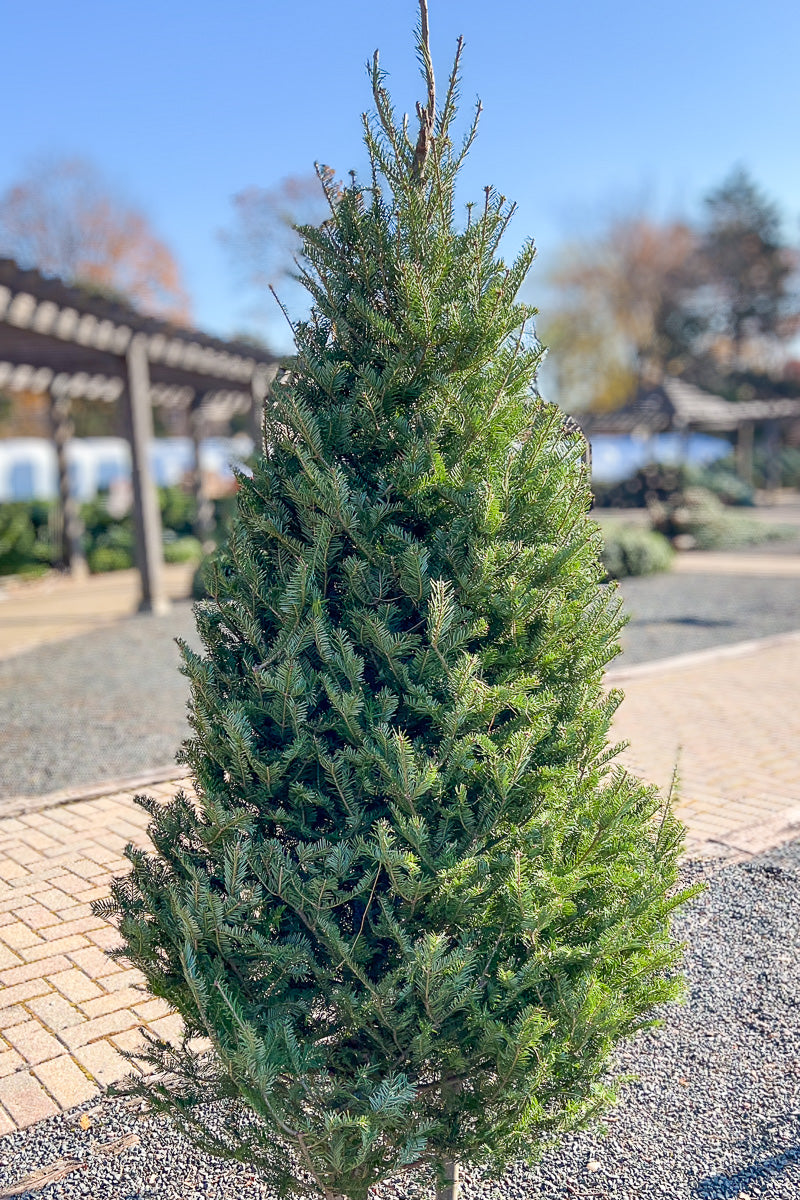 Balsam Fir | Christmas Tree