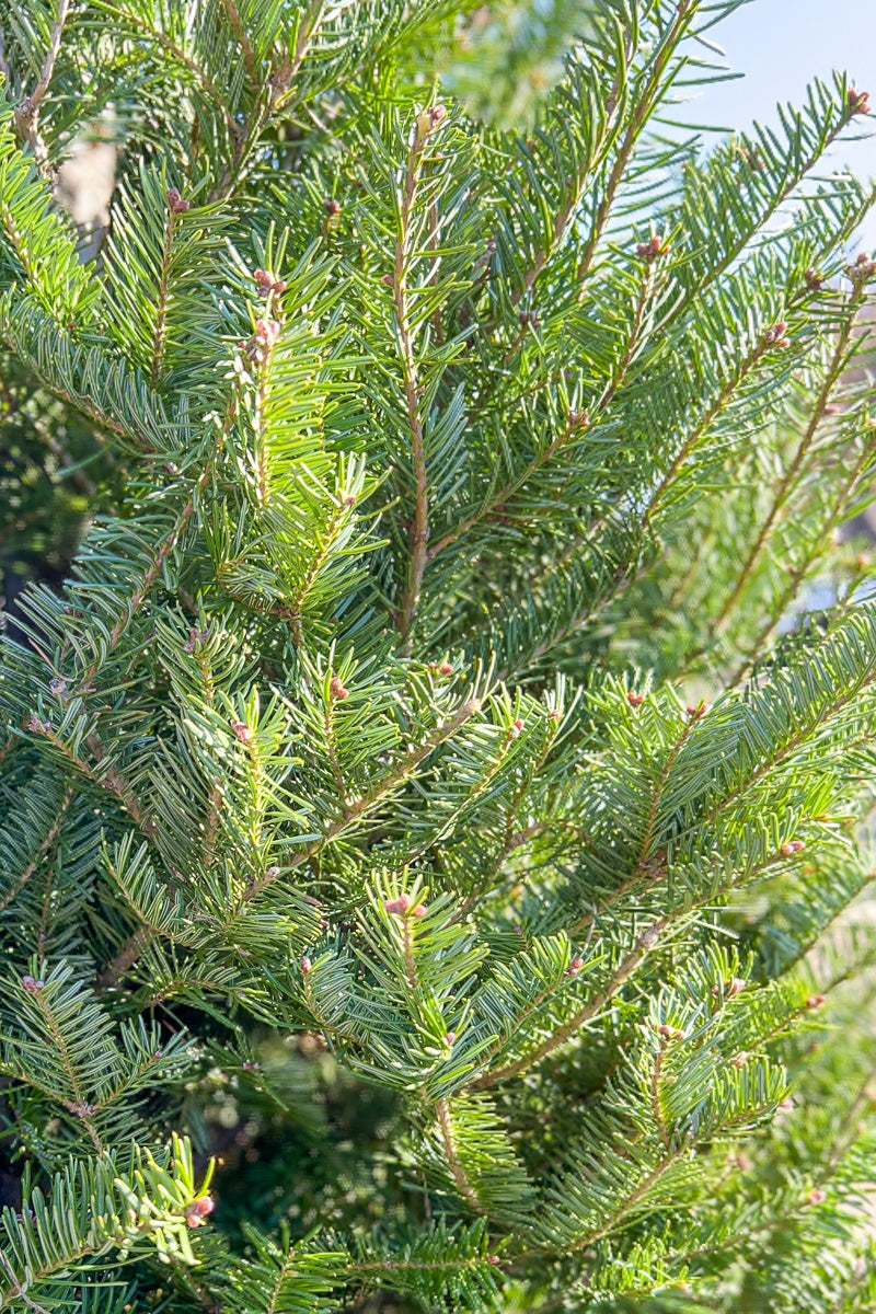 Balsam Fir | Christmas Tree
