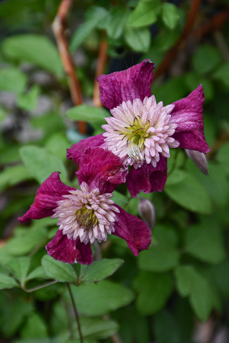 Clematis, Avant-Garde