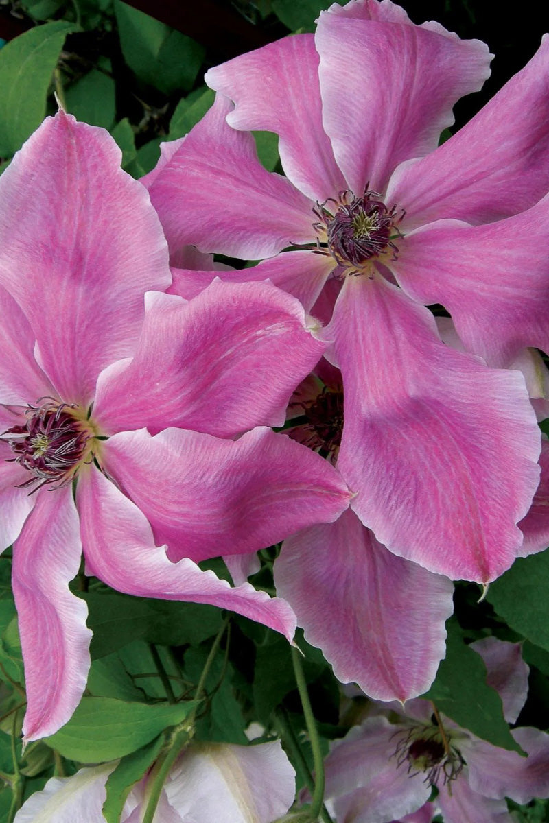 Clematis, Van Mystic Gem