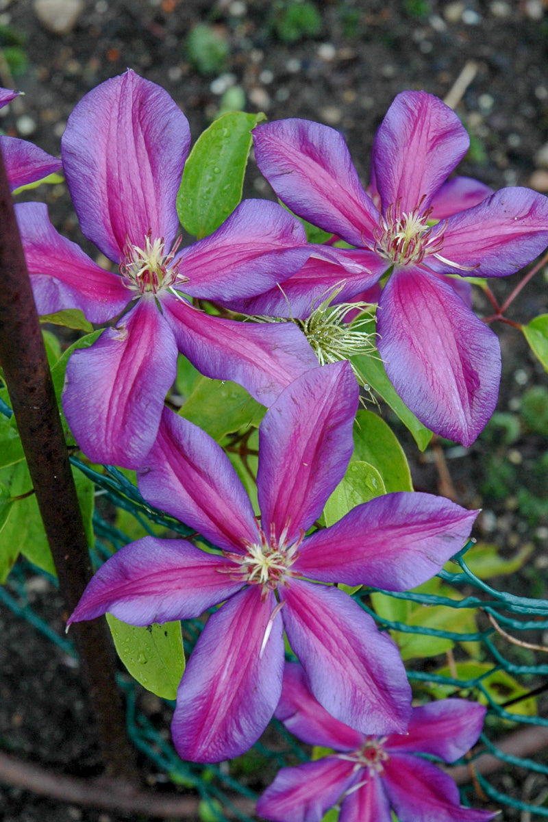 Clematis, Mrs N Thompson