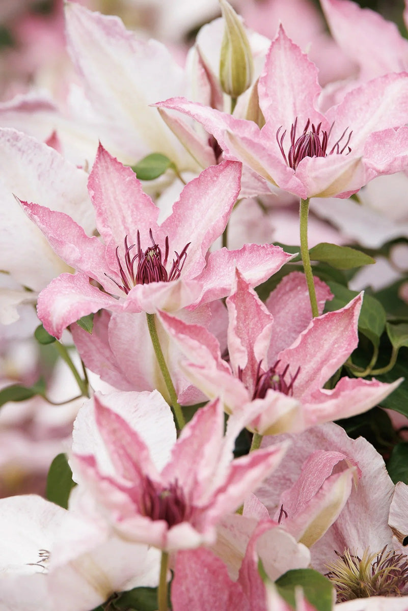 Clematis, Sarah Elisabeth