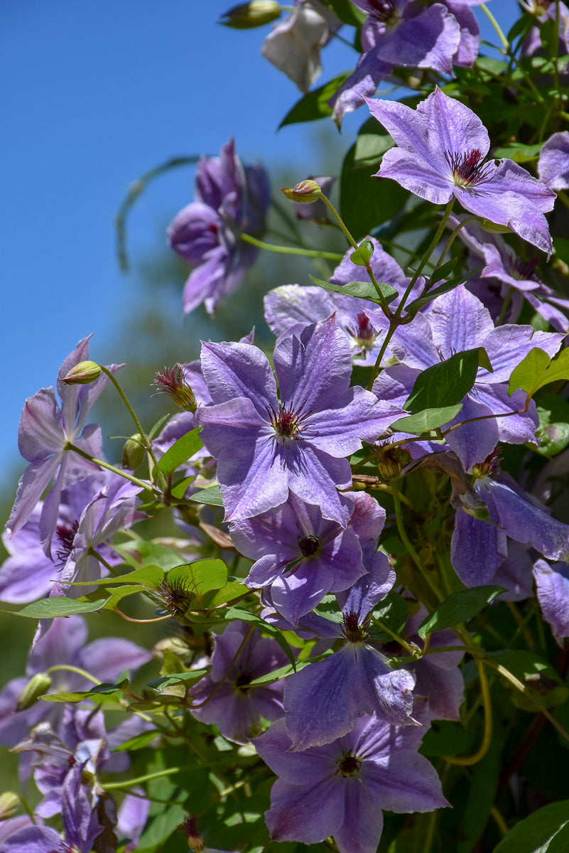 Clematis, Van Sea Breeze