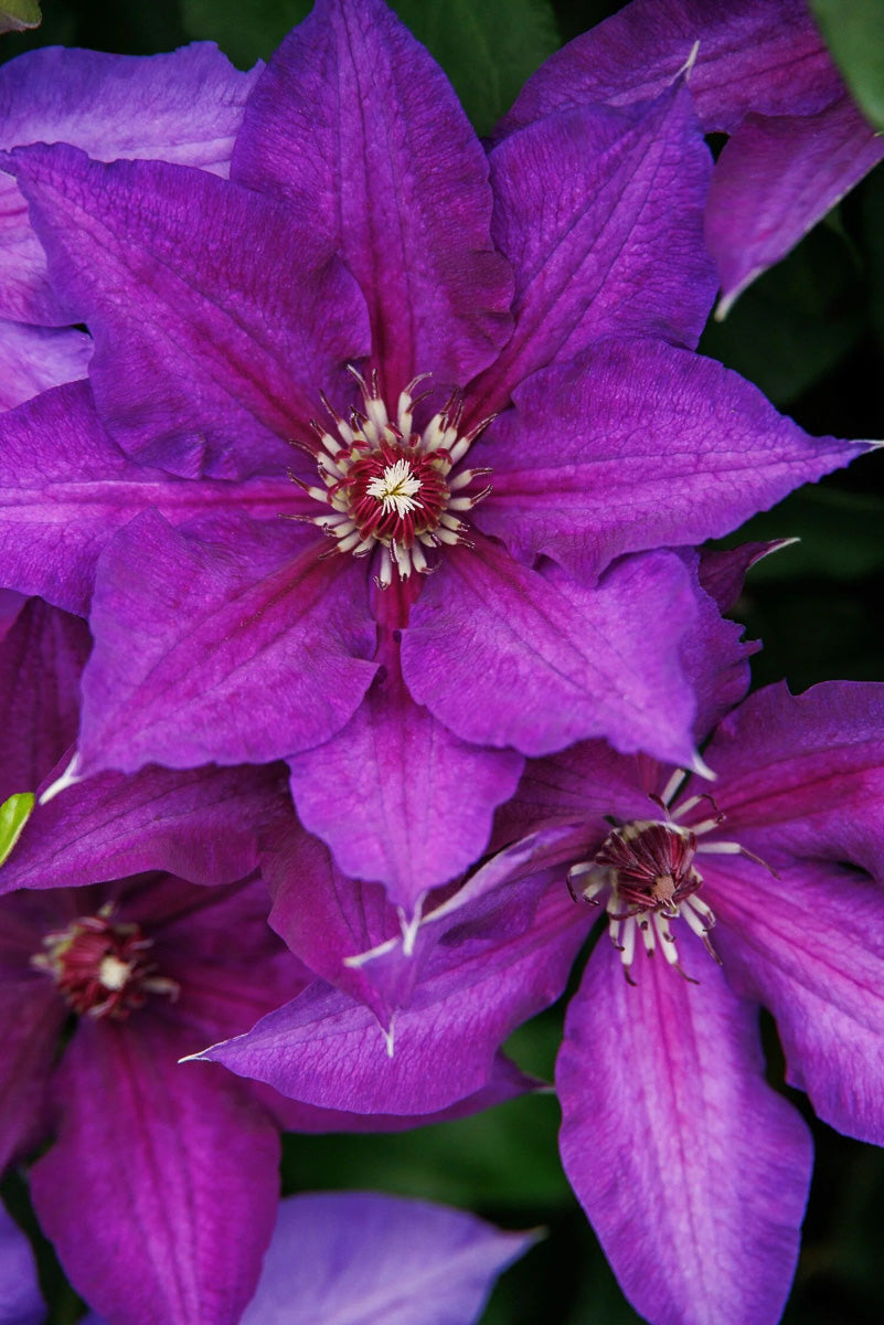 Clematis, Van Danielle