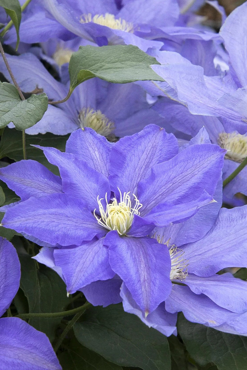 Clematis, Hf Young