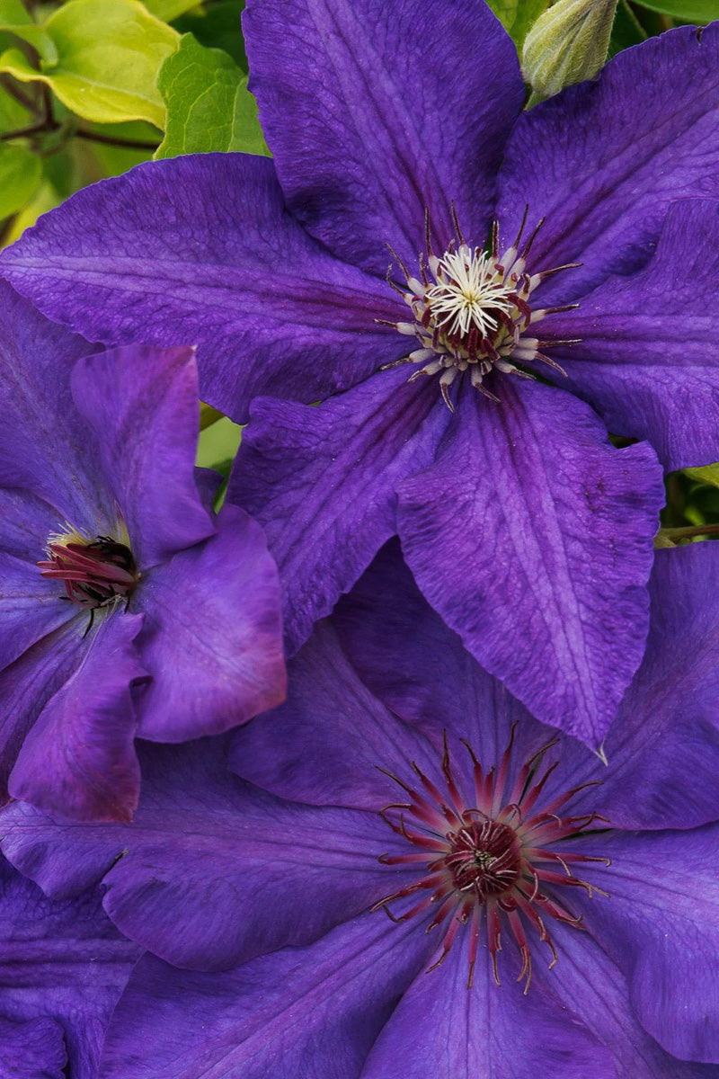 Clematis, Royal Cascade