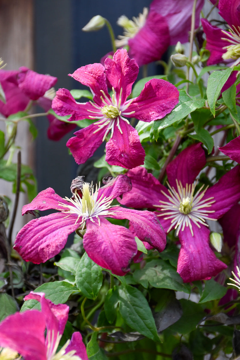 Clematis, Madame Julia Correvon