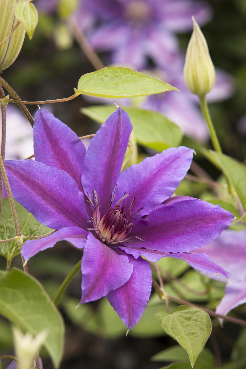 Clematis, Van Starry Nights