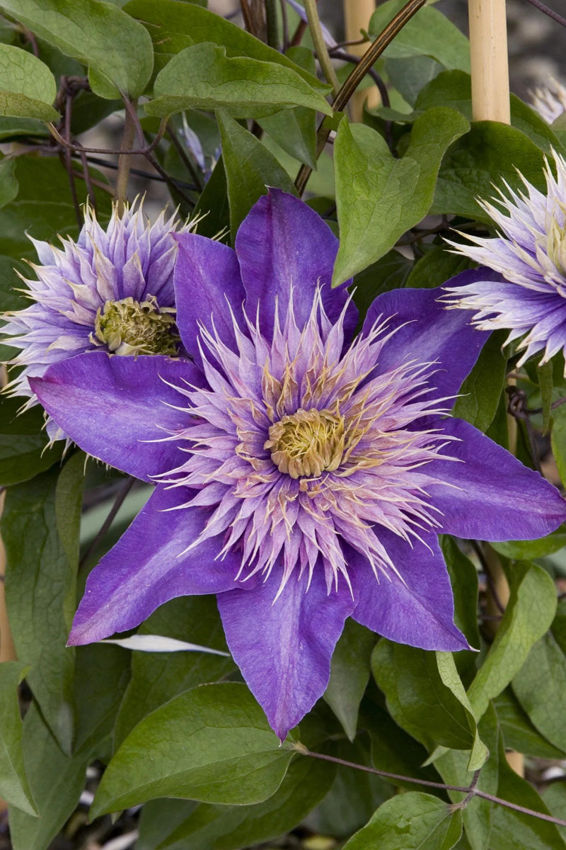 Clematis, Multi-Blue