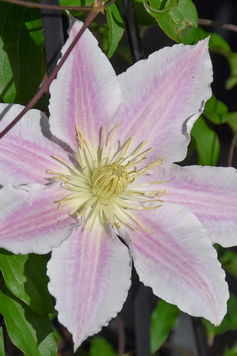Clematis, Van Cotton Candy